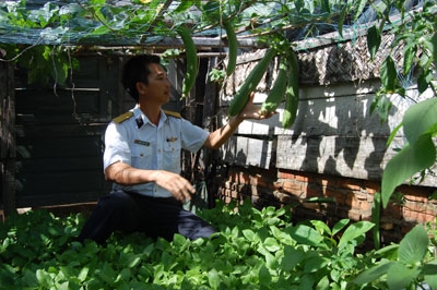 Giống mướp thơm ở Đảo An Bang vào mùa thu hoạch