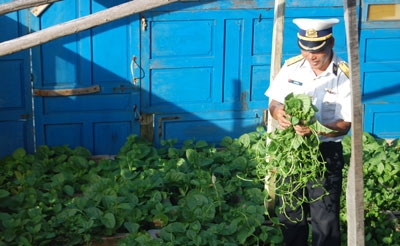 Rau ở Trường Sa phải được trồng và che chắn hết sức cẩn thận để tránh gió và cát mặn