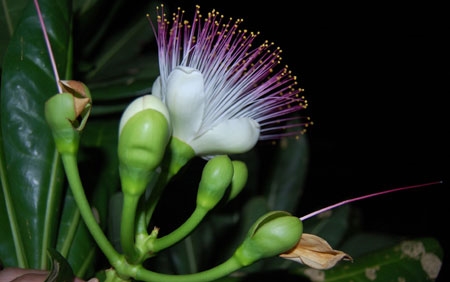 Hoa quả bàng vuông,loài hoa chỉ nở về đêm ở Trường Sa