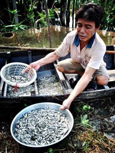 “Sản vật” được hy vọng, chờ đợi nhiều nhất khi lũ về bao giờ cũng là cá linh non.
