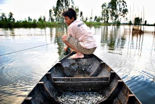 Ông Nguyễn Văn Dũng ở xã Tân Công Chí, huyện Tân Hồng, tỉnh Đồng Tháp cho biết, người dân đánh bắt cá linh non bằng nhiều phương tiện như chài lưới, đặt dớn, đóng đáy, giăng dó… Tuy nhiên, trên đồng nước, dớn vẫn là phương tiện đánh bắt được lựa chọn nhiều nhất.
