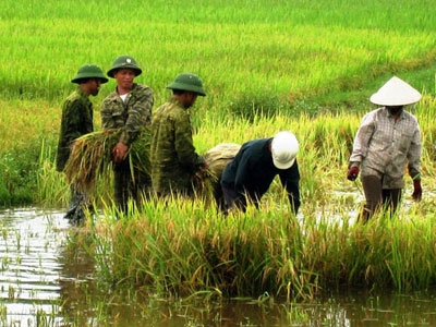 Giúp dân gặt lúa