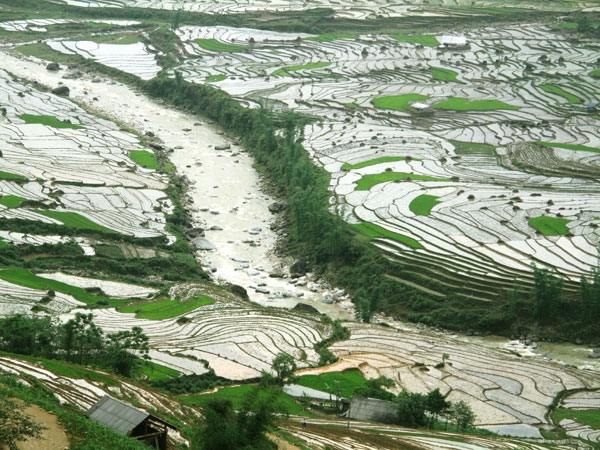 Màu xanh điểm xuyến giữa màu trắng bạc