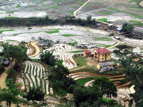 Ruộng bao quanh nhà