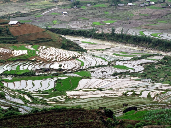 Thanh bình trên những thửa ruộng