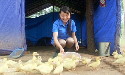 Cô gái trí thức trẻ với niềm vui chăm sóc đàn ngan mới nở.