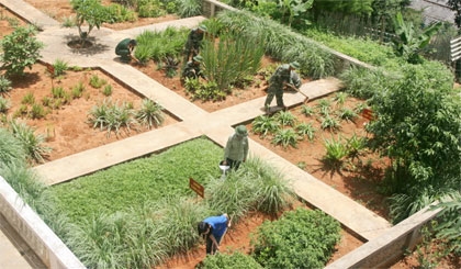 Cùng nhau chăm sóc vườn thuốc Nam dưới ánh nắng chói chang mùa hè.