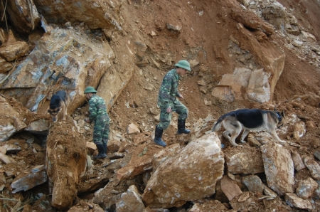 Hai chú chó của Trường Trung cấp huấn luyện chó nghiệp vụ Bộ đội Biên phòng được điều đến để xác định vị trí nạn nhân vụ sạt lở.