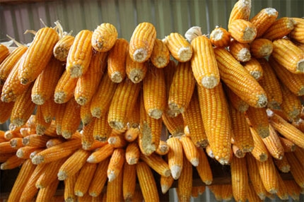 Những chùm ngô vàng óng trong nhà đồng bào ngày càng nhiều.
