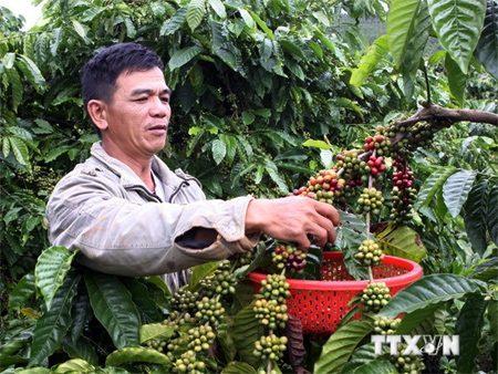 Vietnam set to become world’s largest coffee exporter