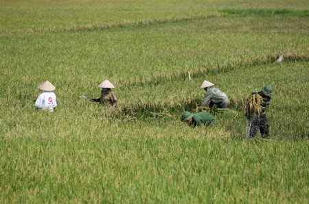 Bộ đội Đoàn H41, Binh đoàn Quyết Thắng gặt lúa chạy lũ giúp người dân huyện Nho Quan (Ninh Bình)