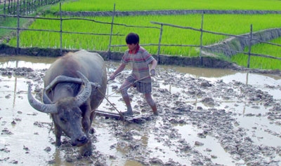 Giúp gia đình cày ruộng