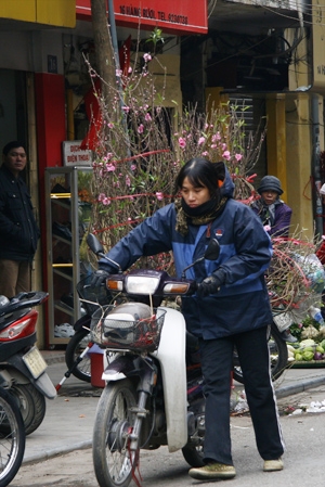 Chở mùa xuân đi khắp phố phường