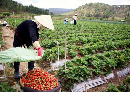 Hương vị dâu thơm đặc trưng của Đà Lạt