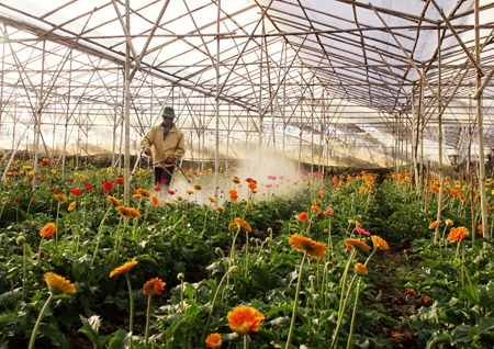 Những luống hoa được chăm sóc đang nở rộ