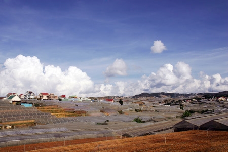 Những đồng hoa ngút ngàn chân mây