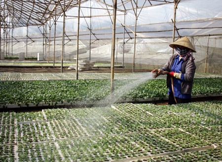 Từng luống rau được chăm bẵm cẩn thận