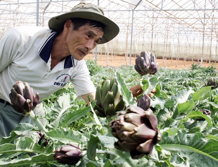 Atiso tím, loài hoa chỉ có ở Đà Lạt