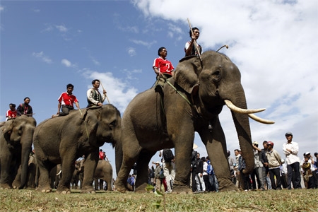 Đưa voi đến vị trí tập kết chuẩn bị bước vào cuộc đua