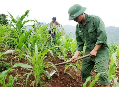 Sườn núi bản Huổi Khon - nơi tụ tập đông người đầu tháng 5 nay ngô đã lên xanh, có thêm bàn tay chăm bón của những người lính quân hàm xanh Đồn 411