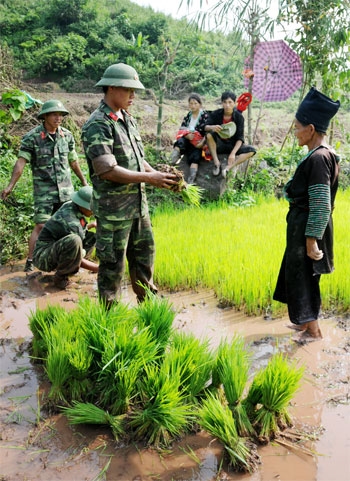 Bộ đội Tiểu đoàn 5 hướng dẫn đồng bào Mông (xã Nậm Vì) kĩ thuật nhổ mạ