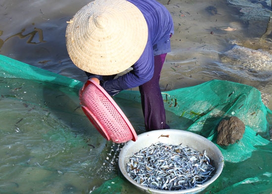 Tỉ mỉ sàng lọc những chú cá cơm bé xíu còn vương trong lưới