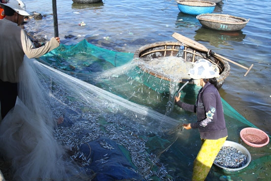 Hồ hởi thu hoạch cá