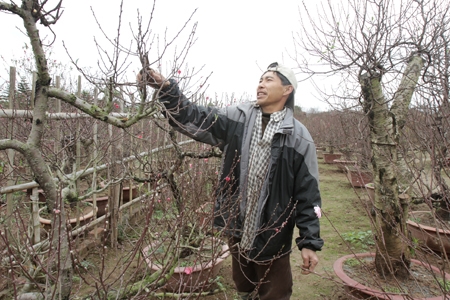 Cắt các lớp nhựa bám ở ngọn đào để khi thời tiết ấm là hoa đào có thể nở bung
