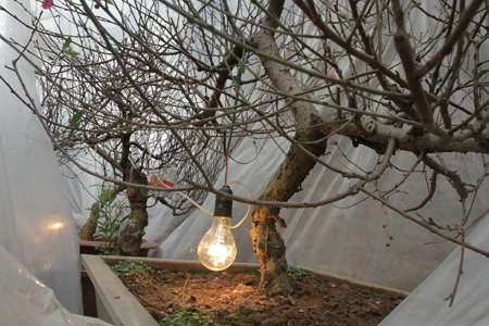 Đào được sưởi ấm để kịp nở hoa vào tết