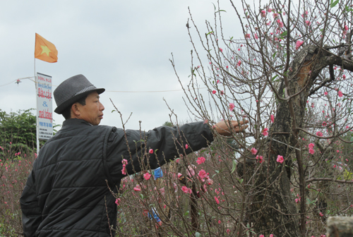 Mặc “áo rét” cho đào
