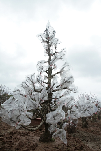 Chiếc áo mới khiến cây đào trông giống cây thông trong băng tuyết