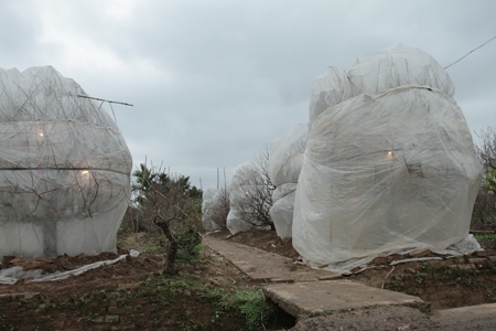 Những gốc đào được nhà vườn khoác thêm chiếc áo tránh rét