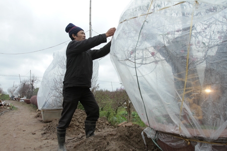 Cây đào đắt tiền được chăm sóc kỹ lưỡng