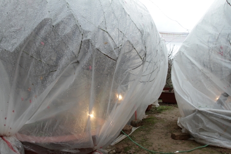 Đèn được thắp sáng 24/24 để giữ ấm cho đào