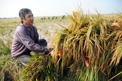 Ông Trần Văn Hiển (64 tuổi) thôn Việt Hùng, xã Nam Trung xót xa trước thành quả lao động cả vụ mùa có nguy cơ mất trắng.