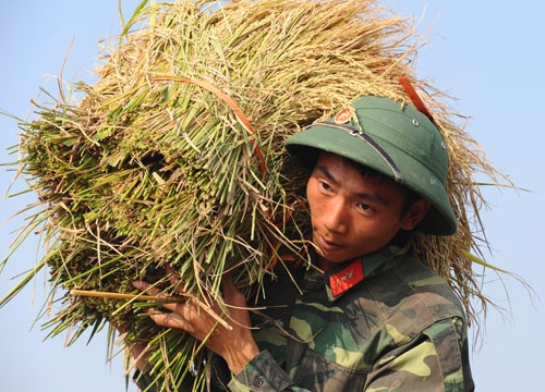 Để tránh bị rụng bông, các chiến sĩ luôn nhẹ nhàng gặt, cũng như vận chuyển