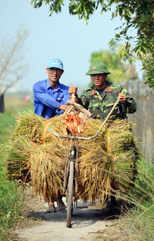 Trung úy Mai Quốc Long, Trung đội trưởng Trung đội 5, Đại đội 10, Tiểu đoàn 6 giúp người dân xã Nam Hà chở lúa về nhà phơi