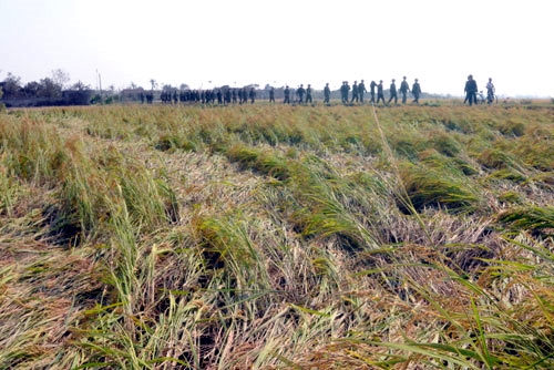 Hầu hết lúa bị đổ rạp, ngập trong nước và nhiều ruộng bị xác xơ chỉ còn rơm