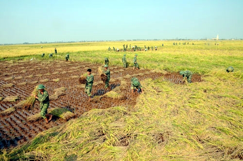 Theo thống kê sơ bộ cả huyện Tiền Hải còn 3.500ha lúa chưa thu hoạch bị thiệt hại do bão số 8 gây ra