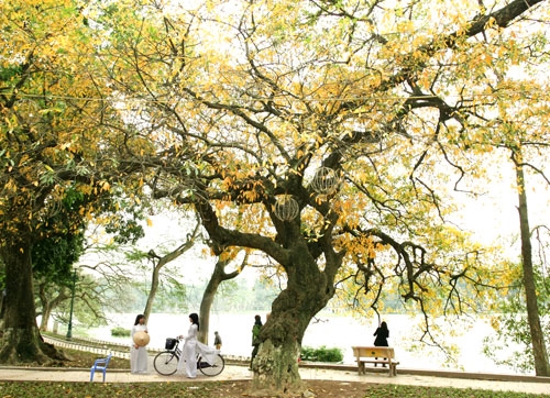 Nắng sớm bên cây lộc vừng cổ thụ (tại Hồ Gươm, phía đường Đinh Tiên Hoàng, Hà Nội)