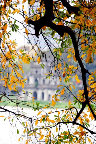 Khoảnh khắc lá vàng chỉ diễn ra trong vài ngày