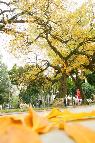 “Thảm vàng” bên hồ