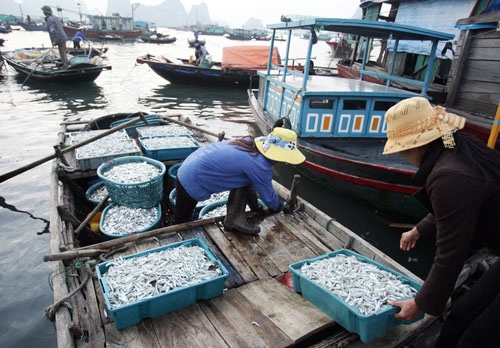 Chuyển hàng lên chợ bằng thuyền nhỏ