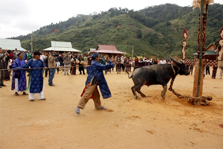 Các già làng cao tuổi nhất hát lý tiễn trâu về với Giàng sau đó sẽ đâm những nhát dụ (giáo) đầu tiên trước khi trao lại câu dụ đó cho các trai làng khỏe mạnh.