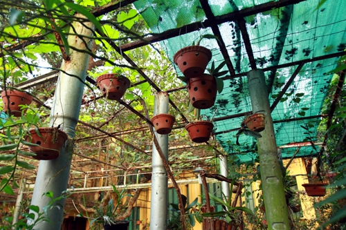 Bộ đội công binh đã gửi những ống đạn và dựng thành giàn để Đại tướng trồng hoa lan.