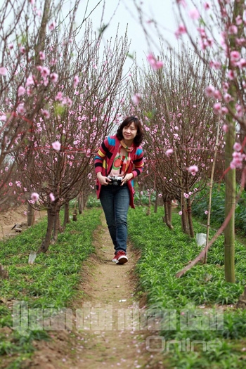 Không chỉ đón Tết trên phố, người Hà Nội còn có thú vui được vào tận làng hoa trồng đào, quất để đón Xuân