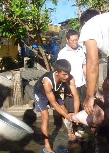 Mổ heo thi làm cỗ tất niên