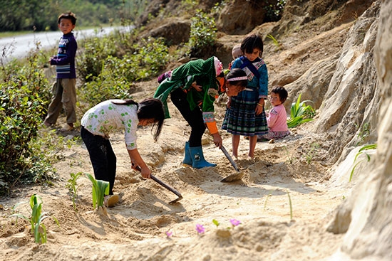 Chẳng mấy chốc các “ruộng nương” đã xanh mướt