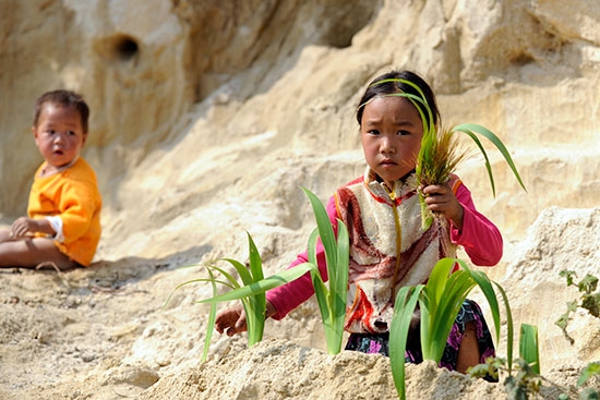 Lấy cỏ cây giả làm cây ngô, cây lúa….