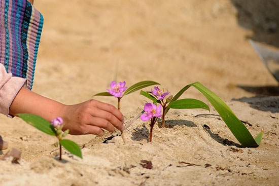 Các em gái trang trí thêm hoa quanh ruộng của mình